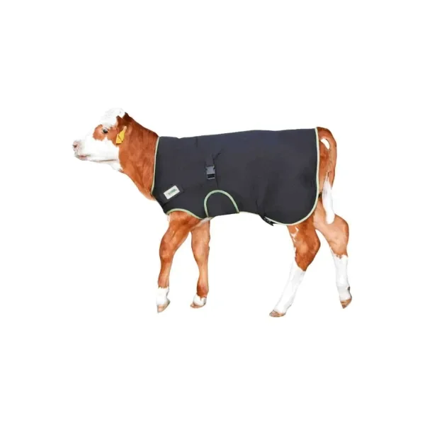 BUZAĞI BATTANİYESİ