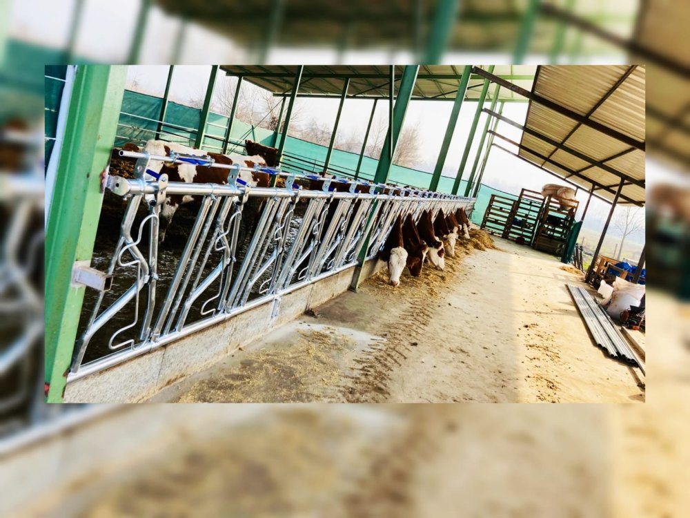 HAYVAN KİLİDİ  60X3MM 48X3MM