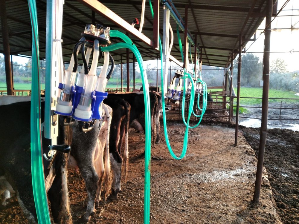 Kızaklı Sağım Sistemleri