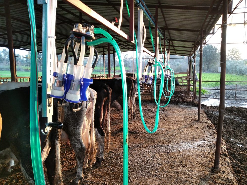 Kızaklı Sağım Sistemleri