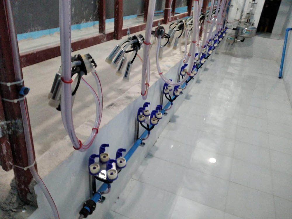 Rampalı Sağım Sistemleri