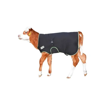 BUZAĞI BATTANİYESİ