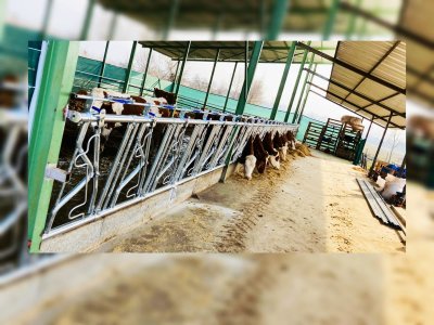 HAYVAN KİLİDİ  60X3MM 48X3MM